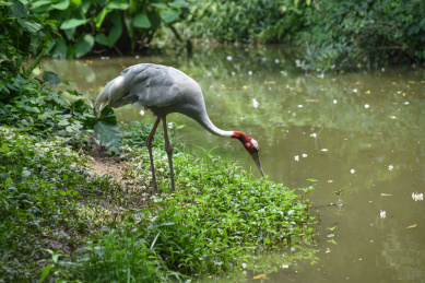 湿地动物赤颈鹤