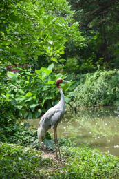 湿地动物赤颈鹤