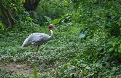 湿地动物赤颈鹤
