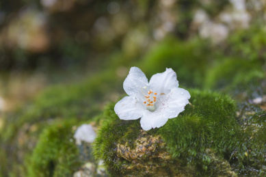一朵洁白的梧桐花掉落在长有青苔的石头上
