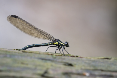 一只豆娘把尾巴伸入枯木中产卵
