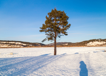 漠河中俄边境附近的一棵树