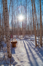 漠河冬季白桦林