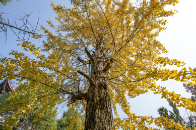 初冬季节艳丽怡人的古银杏树