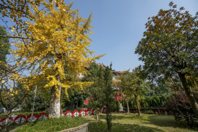 中国湖南长沙古开福寺初冬的银