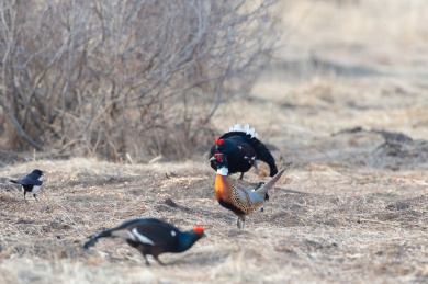 秋季自然界中的美丽黑琴鸡