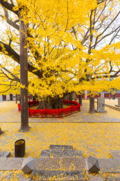 山东莒县定林寺里的天下第一古银杏