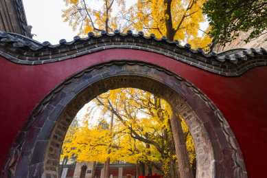 山东莒县定林寺里的天下第一古银杏