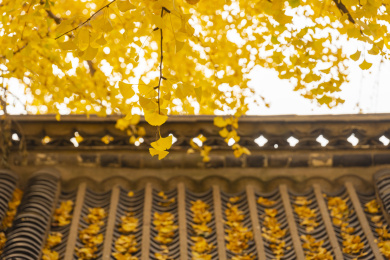 山东莒县定林寺里的千年古银杏之王