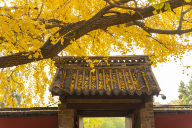 山东莒县定林寺里的千年古银杏之王