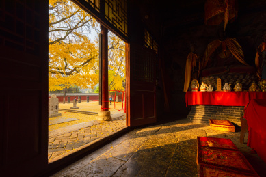 山东莒县定林寺里的千年古银杏之王