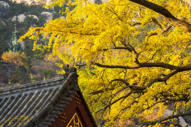 秋季的青岛崂山太清宫美景