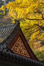 秋季的青岛崂山太清宫美景
