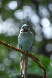 环颈鹦鹉红领绿鹦鹉