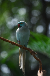 环颈鹦鹉红领绿鹦鹉