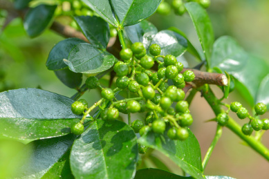 特色农产业青花椒种植基地