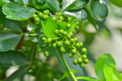 特色农产业青花椒种植基地