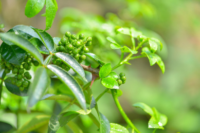 特色农产业青花椒种植基地