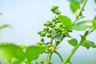 特色农产业青花椒种植基地