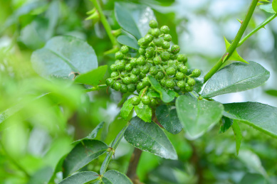 特色农产业青花椒种植基地