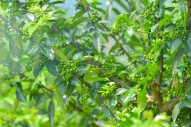 特色农产业青花椒种植基地
