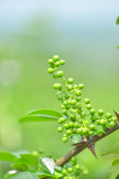 特色农产业青花椒种植基地