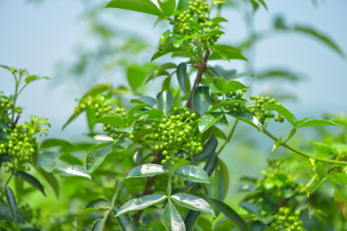 特色农产业青花椒种植基地