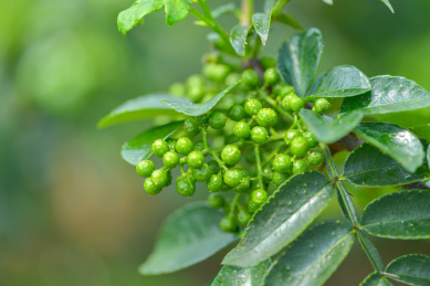 特色农产业青花椒种植基地
