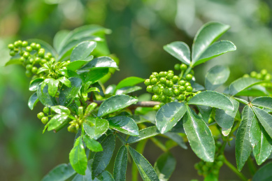 特色农产业青花椒种植基地