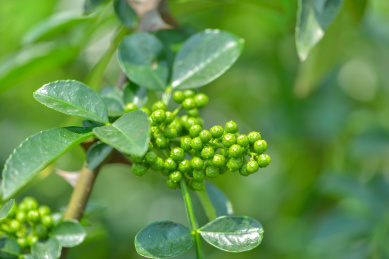 特色农产业青花椒种植基地