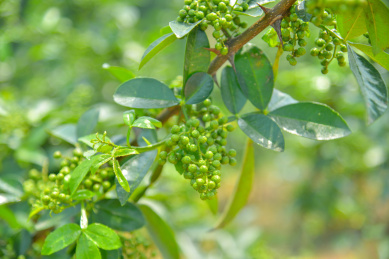 特色农产业青花椒种植基地