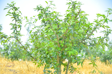 特色农产业青花椒种植基地
