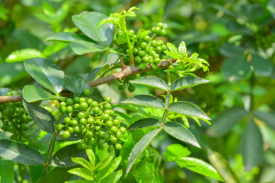 特色农产业青花椒种植基地