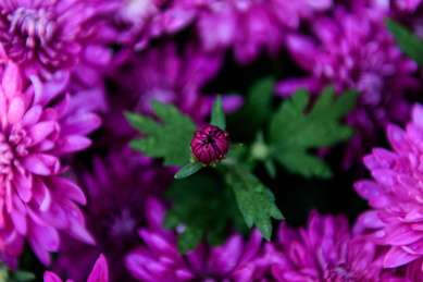 若干朵艳丽盛开的粉紫色菊花