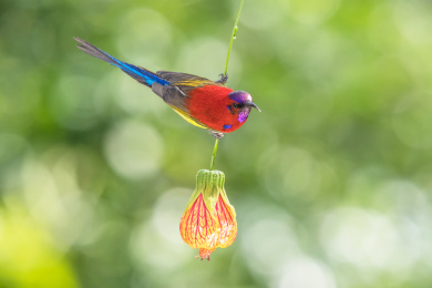 蓝吼太阳鸟吃花蜜