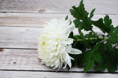 放在木板上的一只白色菊花