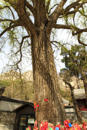 北京市海淀区凤凰岭龙泉寺银杏树