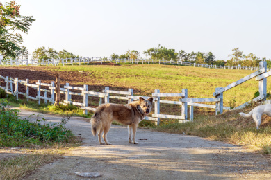 站在公路上的兰西尔犬动物