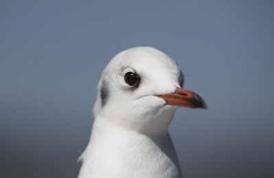 红嘴鸥头部特写