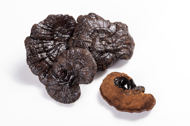 名贵中药材灵芝草摆放在桌面上