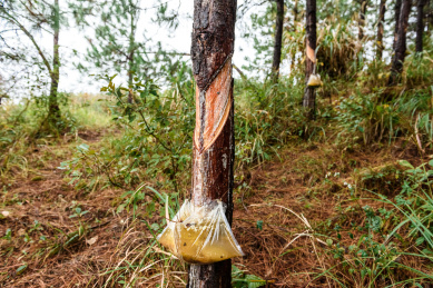 乡村山上成片松树林正在盛产天然松油