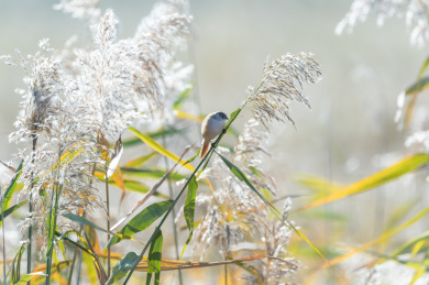 一只文须雀栖息在秋天的芦苇上