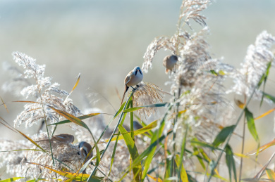 四只美丽的文须雀栖息在芦苇上