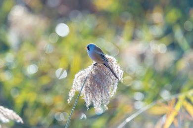 一只野生的文须雀栖息在芦苇上