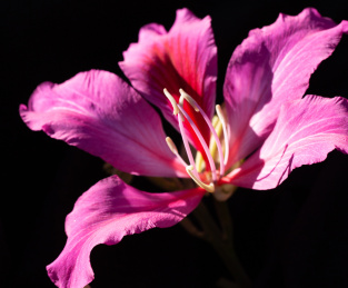 一朵盛开的玫红色紫荆花特写