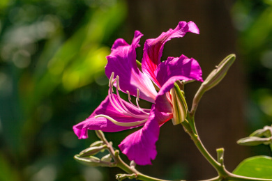 一朵盛开的玫红色紫荆花特写