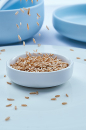 向白色背景上的青釉瓷餐具中倒入燕麦米（莜麦）