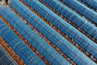 山东枣庄山亭区冬天田野间的蔬菜大棚 