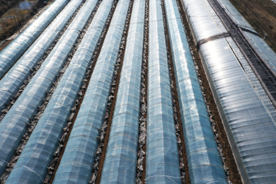 山东枣庄山亭区冬天田野间的蔬菜大棚 