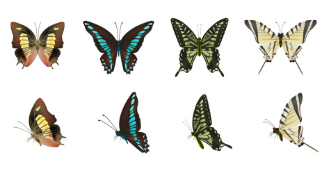 多款不同品种的蝴蝶平铺矢量素材插画